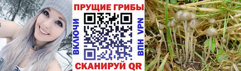 Галлюциногенные грибы MAGIC MUSHROOMS  Стрежевой 
